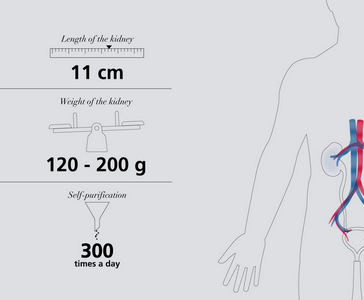 Comprendere i reni video